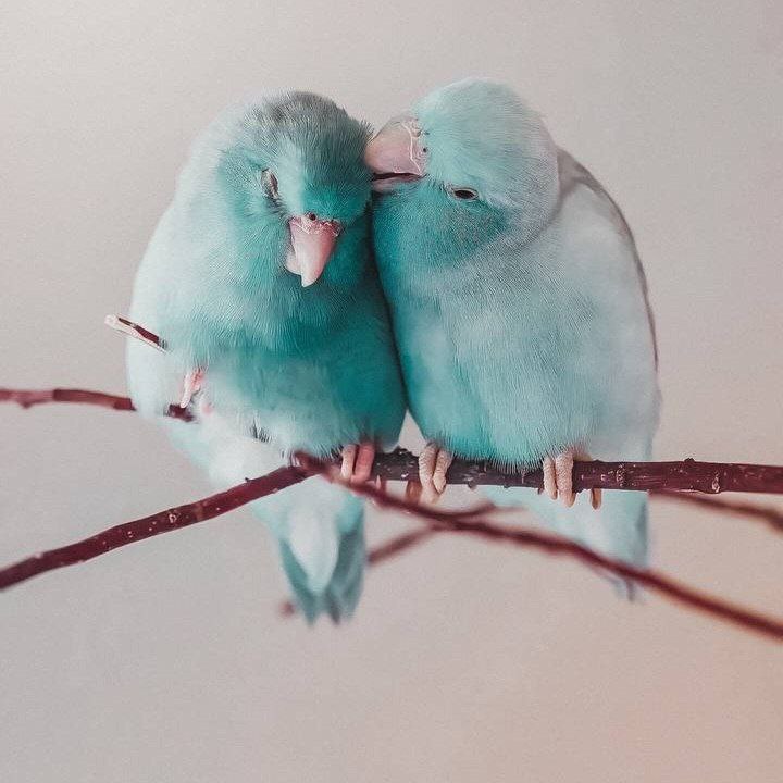 آهنگ جدید  سخت نگیر مهم نیست هم به چپ هم به راست